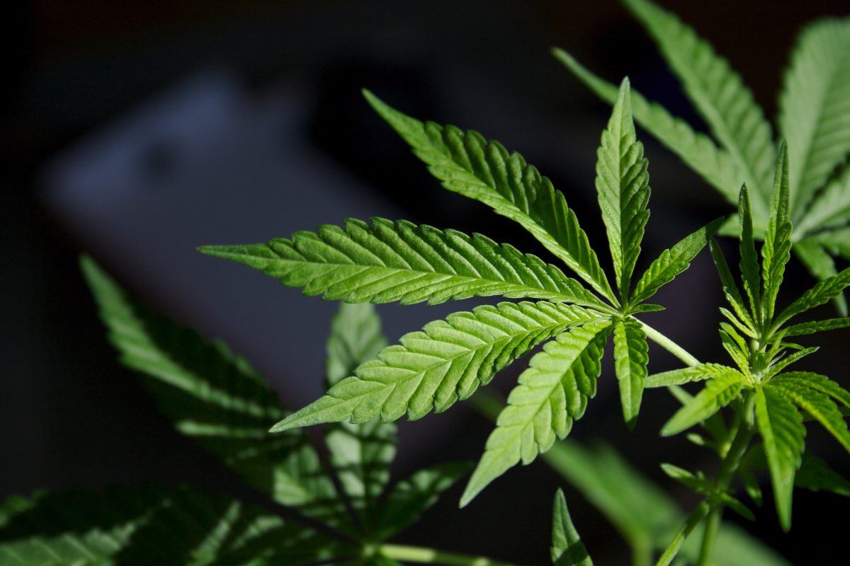 Best Online Dispensary Canada Helping You Enjoy Trusted and Affordable Options